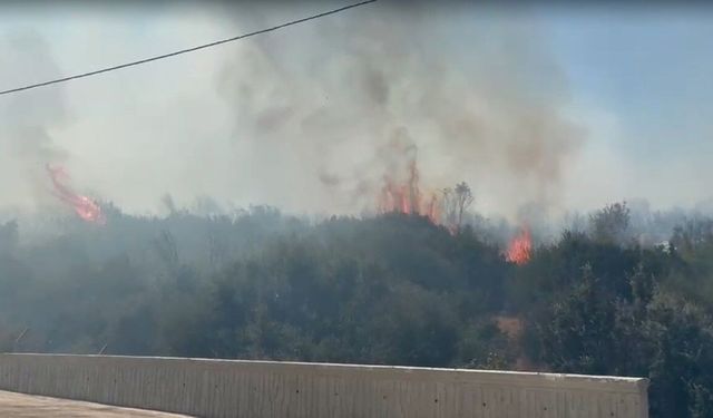 İzmir'de ormanlık alanda yangın, fabrikalar tahliye edildi