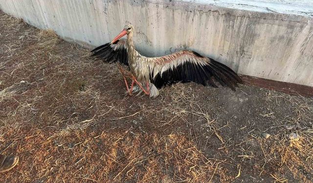 Kanala düşen leyleği itfaiye kurtardı