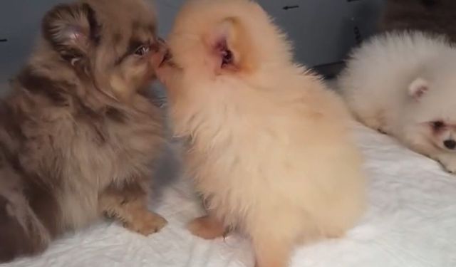 Kapıkule'de kaçak yollarla yurda sokulmak istenen 5 yavru köpek ele geçirildi