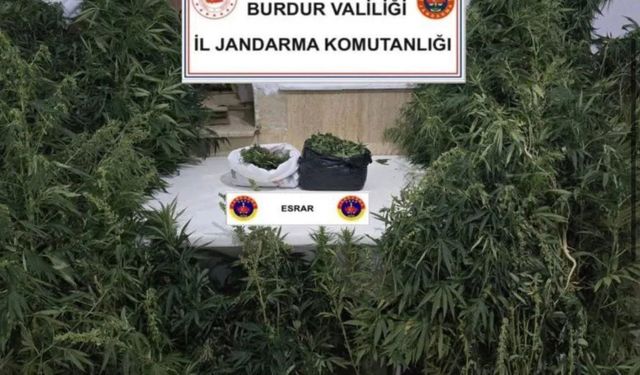 Kenevirleri sularken suçüstü yakalandı