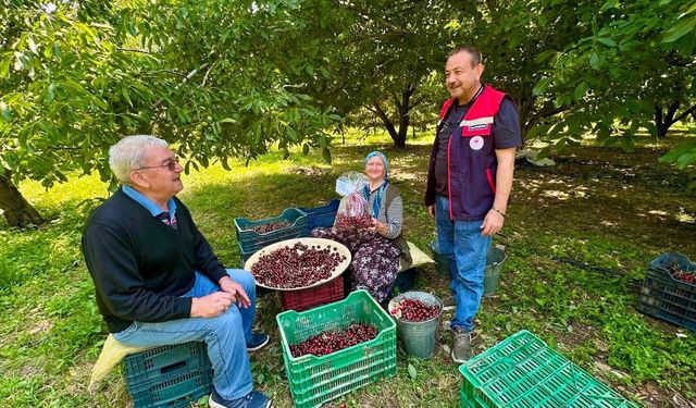 Kiraz bahçelerinde hasat öncesi pestisit denetimi