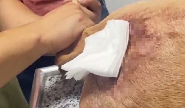 Koruma altındaki yaban keçisini vurdu, 1 milyon 276 bin ceza kesildi