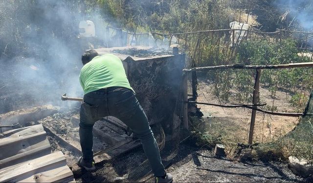 Kütahya'da alevler 11 paçalı güvercini telef etti
