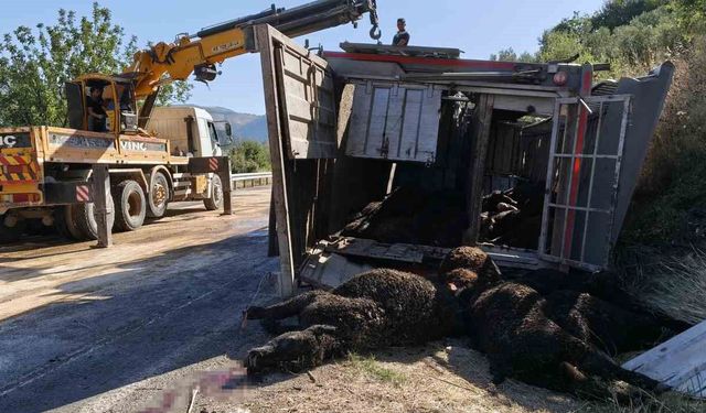 Mersin'de büyükbaş hayvan yüklü tır devrildi: Çok sayıda hayvan telef oldu