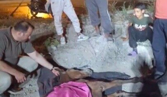 Minibüsün çarptığı başıboş at 'Haybulans' ile tedaviye alındı