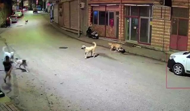 Ordu'da küçük çocuk sokak köpeklerinin saldırısına uğradı