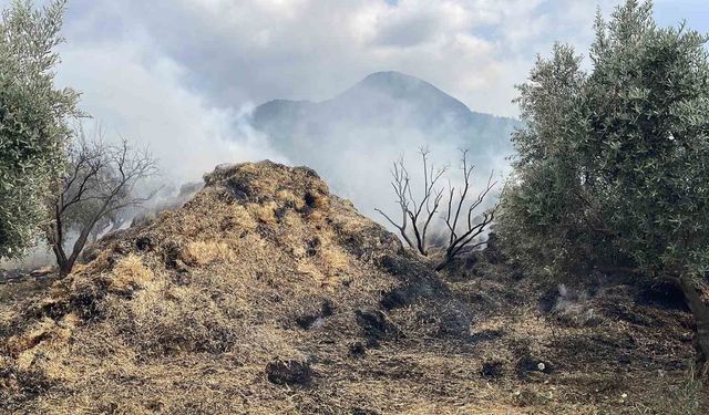 Osmaniye'de bahçedeki saman balyaları yandı, zeytin fidanları zarar gördü