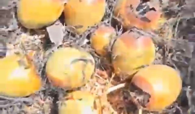 Otluk alanda çıkan yangın kuş yuvalarına zarar verdi