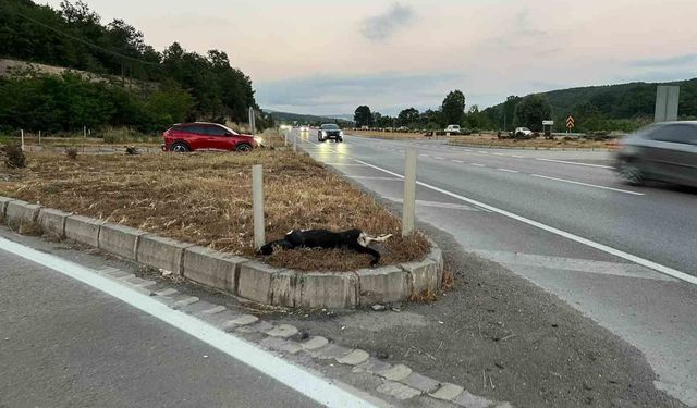Samsun'da köpeğe çarpan motosikletteki sürücü ve yolcu yaralandı