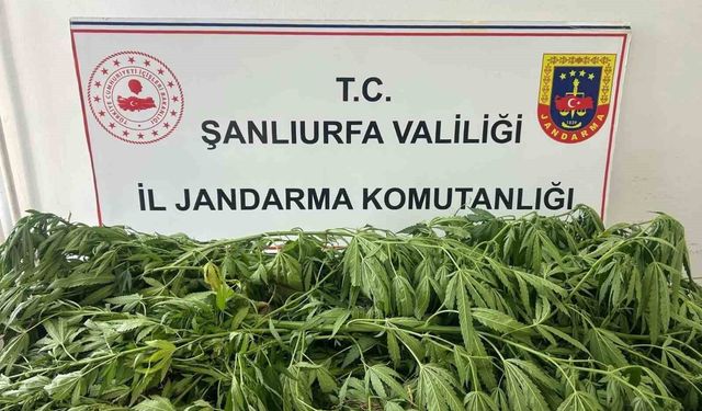 Şanlıurfa'da 35 kök kenevir ele geçirildi: 1 gözaltı