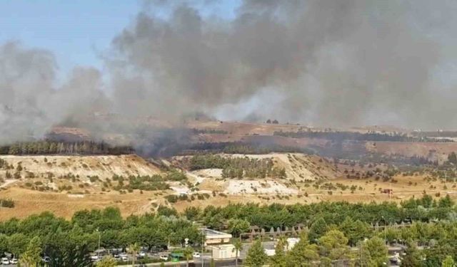 Şanlıurfa'da ormanlık alanda korkutan yangın