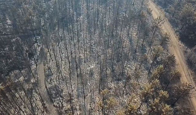 Seydikemer'de alevlerin küle çevirdiği alanlar havadan görüntülendi