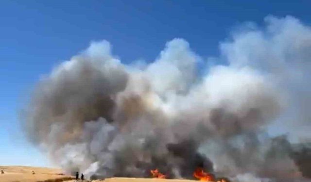 Siirt'te yüzlerce dönüm buğday arazisi yangında kül oldu