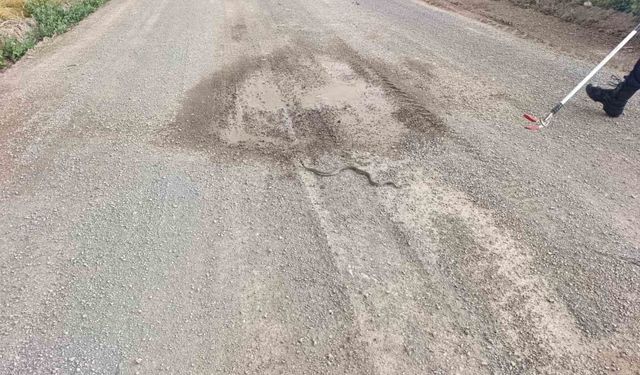 Sivas'ta odun yığınlarının arasına giren yılan itfaiye ekiplerini harekete geçirdi