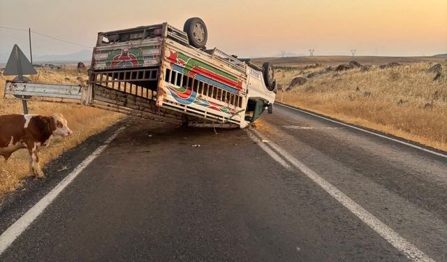 Siverek-Çermik kara yolunda hayvan yüklü kamyonet devrildi