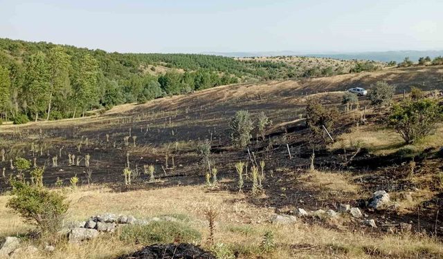 Tokat'ta örtü yangını: 15 dönüm ekili arazi küle döndü
