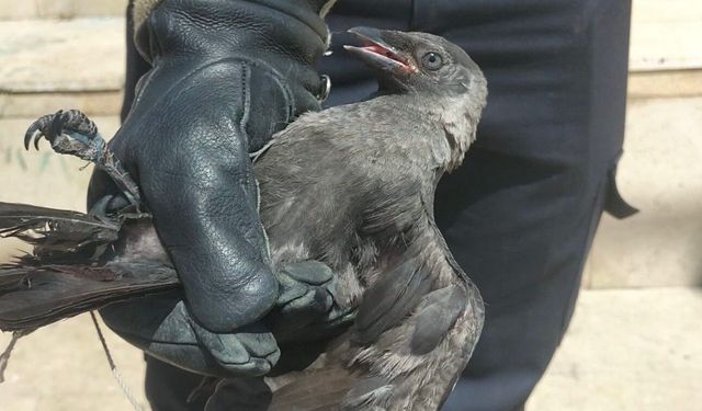 Yaralı karga koruma altına alındı
