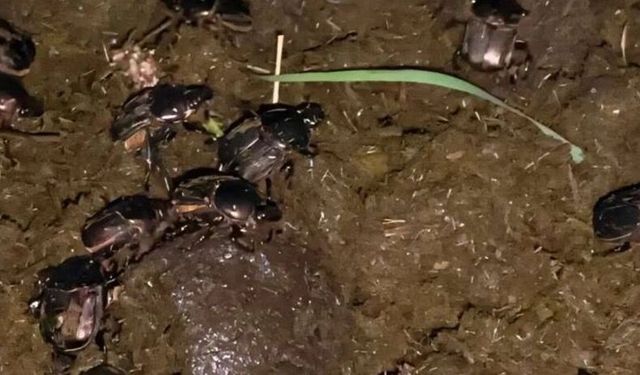 Doğanın gizli silahı ortaya çıktı
