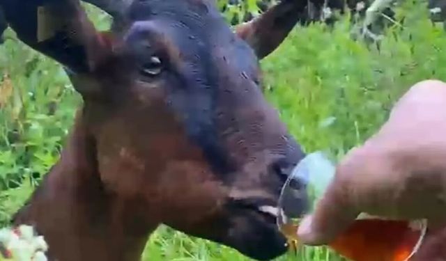 Bardaktan çay içen keçi yürekleri ısıttı
