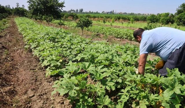 Gün doğmadan tarladan topluyorlar