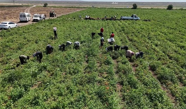 Arabaların biri gidiyor biri geliyor