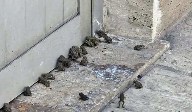 Sağanak sonrası çıktılar: "İlk kez görüyorum"