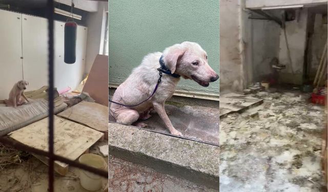 Pire istilasına uğrayan sokakta kan donduran görüntüler