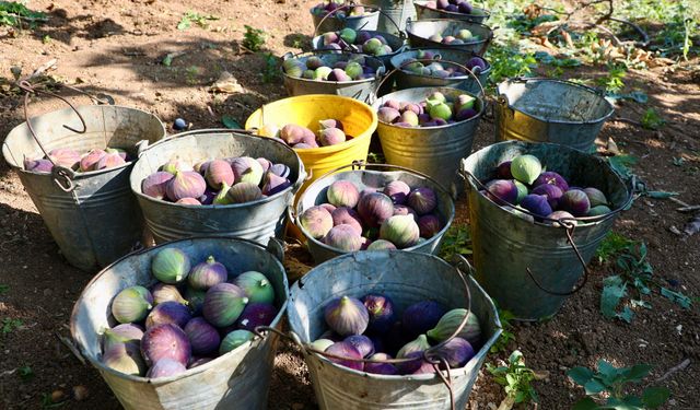 Bursa’da siyah incir hasadı sürüyor: Üretici maliyetlerden dertli