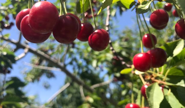 Stokların azlığı ve yüksek aroma tercihi Sultandağı vişnesini değerli yaptı