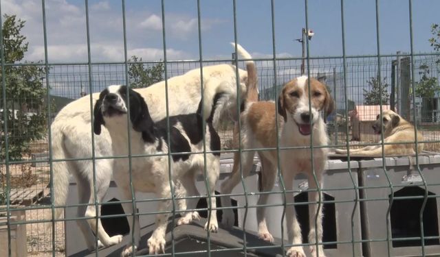 Bursa’da birkaç köpekle başladı: 1200 cana yuva oldu