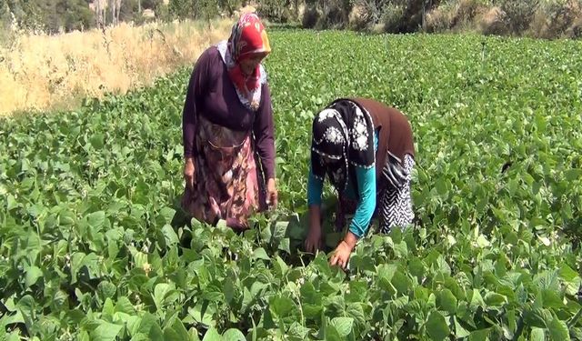 Çiftçi hem üretiyor hem satıyor