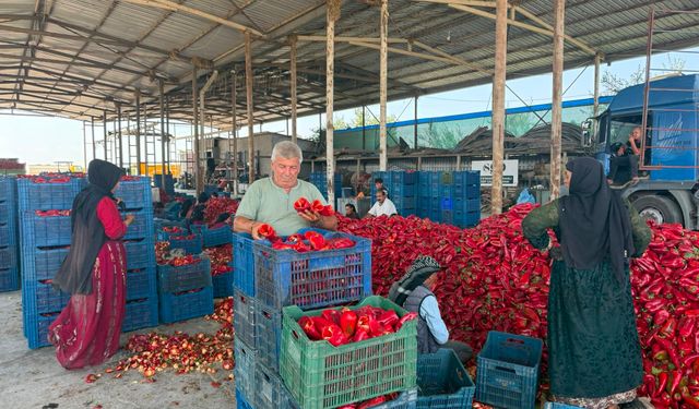Karacabey Ovası'nda kapya biber üreticilerinden fiyat tepkisi