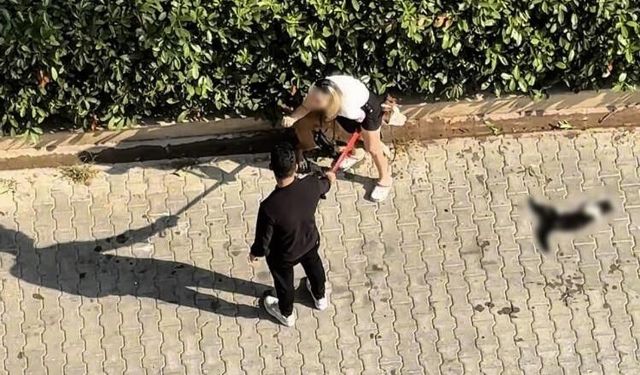 Adana'da kediyi parçalayan pitbullun sahibine 95 bin lira ceza