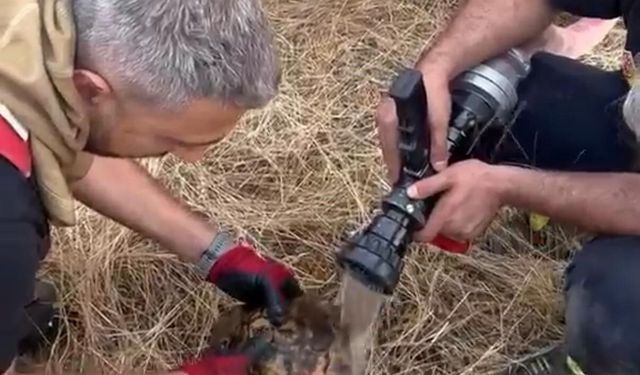 Alevler arasında kalan kaplumbağaya itfaiye ekibinden müdahale
