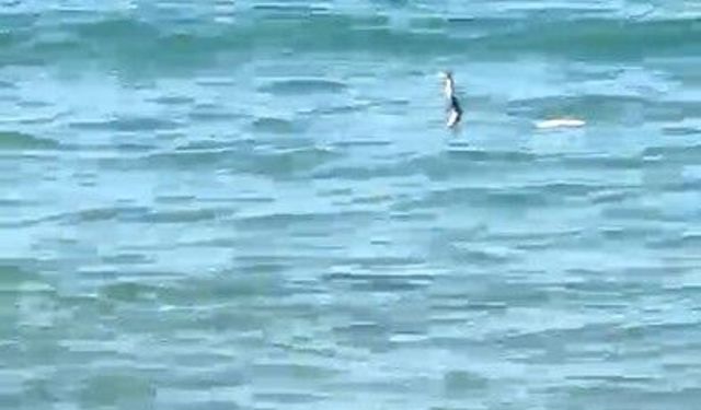 Çeşme'de denizde yılan paniği