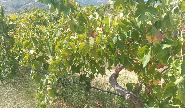 Emek hırsızları bağdan 2 ton üzüm çaldı