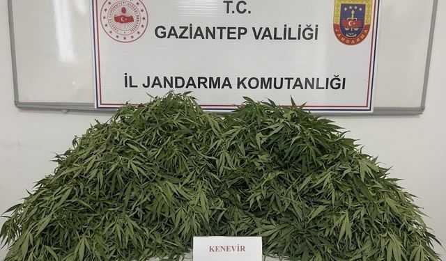 Gaziantep'te 116 kök kenevir ele geçirildi: 9 gözaltı