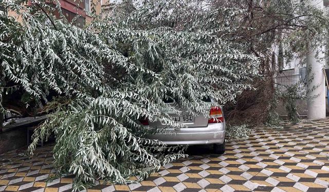 Niğde'de devrilen ağaç park halindeki aracın üzerine düştü