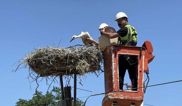 Adım başı yumurta çıkınca köyün adını değiştirdiler! Tamamını ele geçirdiler