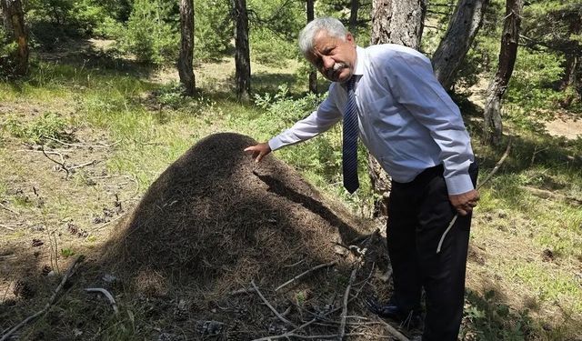 Belgeselden fırlamış gibi! Dev karınca yuvaları görenleri hayrete düşürüyor