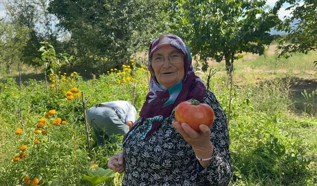 Bursa’da sıra dışı yöntem: Güvercin gübresini bir yıl bekletip domates yetiştiriyor