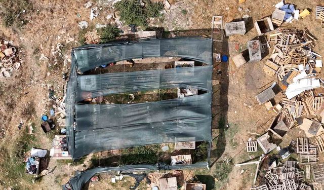 Arnavutköy'de köpeklerin saldırdığı sürüde 3 hayvan telef oldu, 9'u yaralandı