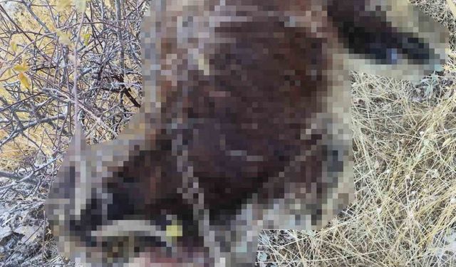 Batman'ın kurt sürüye saldırdı: 6 küçükbaş hayvan telef oldu, 18'i kayıp