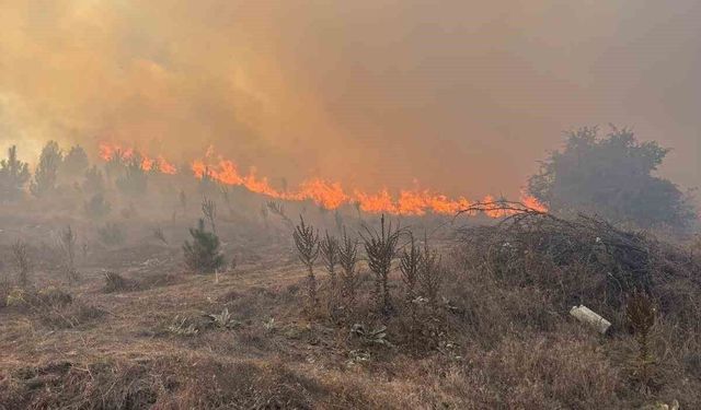 Bilecik'te makilik alanda çıkan yangın rüzgarın etkisiyle büyüyor