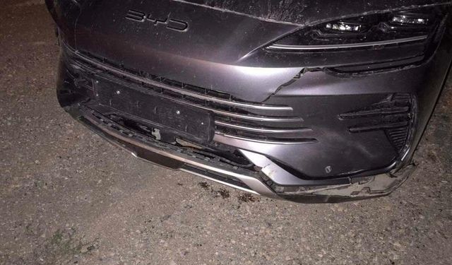 Bilecik'te otomobilin çarptığı domuzlar telef oldu
