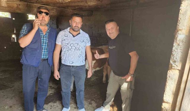 Çivril'de kaybolan iki buzağı mahalle halkını seferber etti