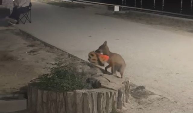 Kaskını tilkiye kaptırdı, peşinden koştu