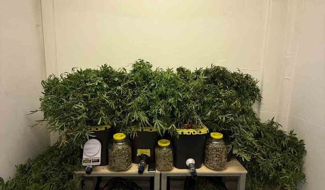 Evinde esrar yetiştiren şahsa operasyon: 2 kilo 960 gram esrar ele geçirildi