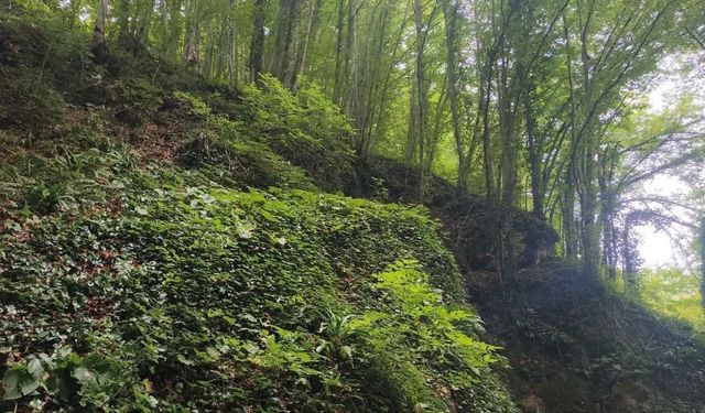 Fındık toplarken uçuruma yuvarlanan şahıs hayatını kaybetti