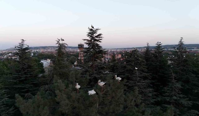 Göç yolculuğuna mola veren leylekler dron ile görüntülendi